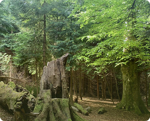 forest