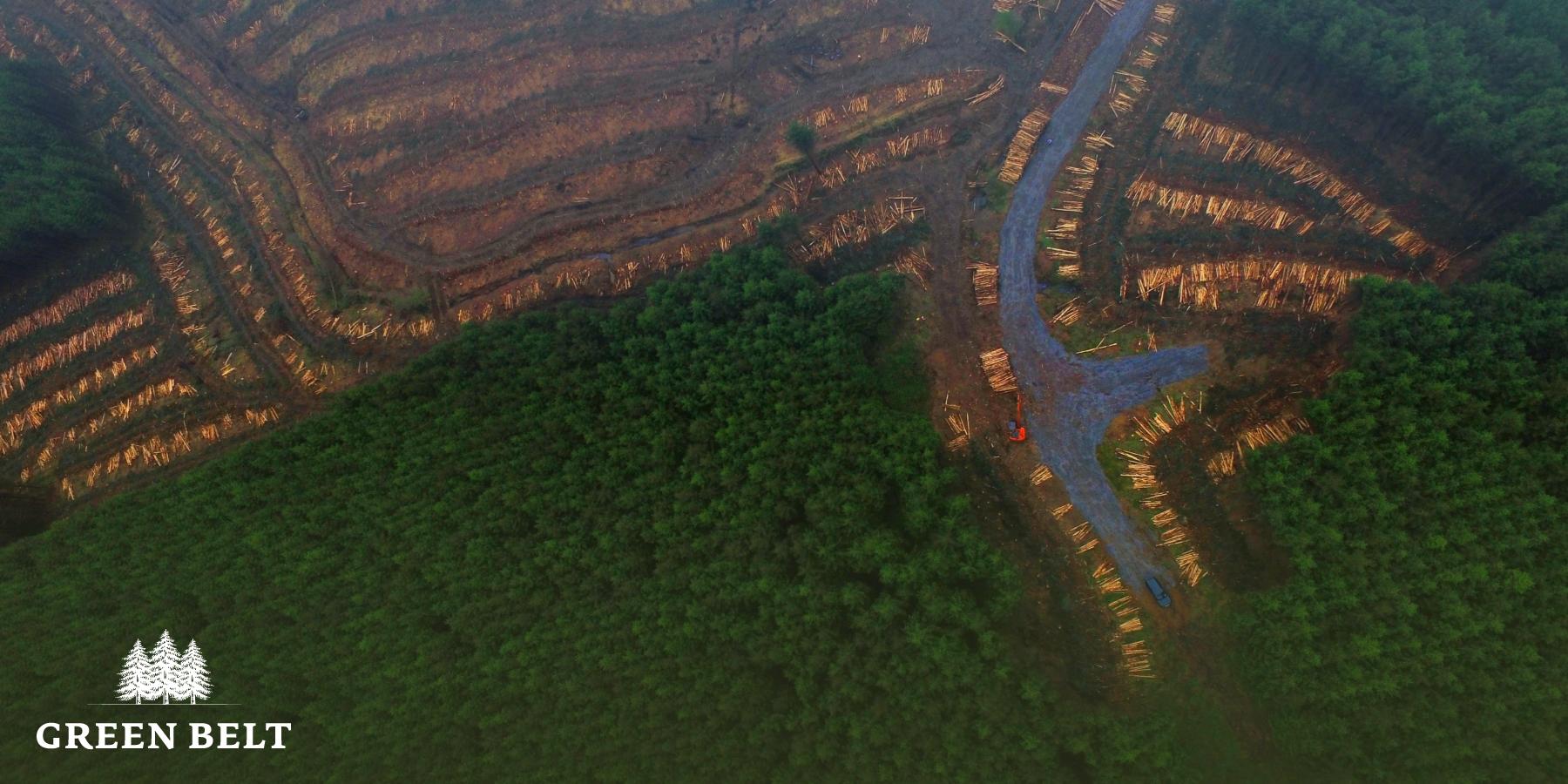 aerial_view_clearfell_harvesting_colour.jpg