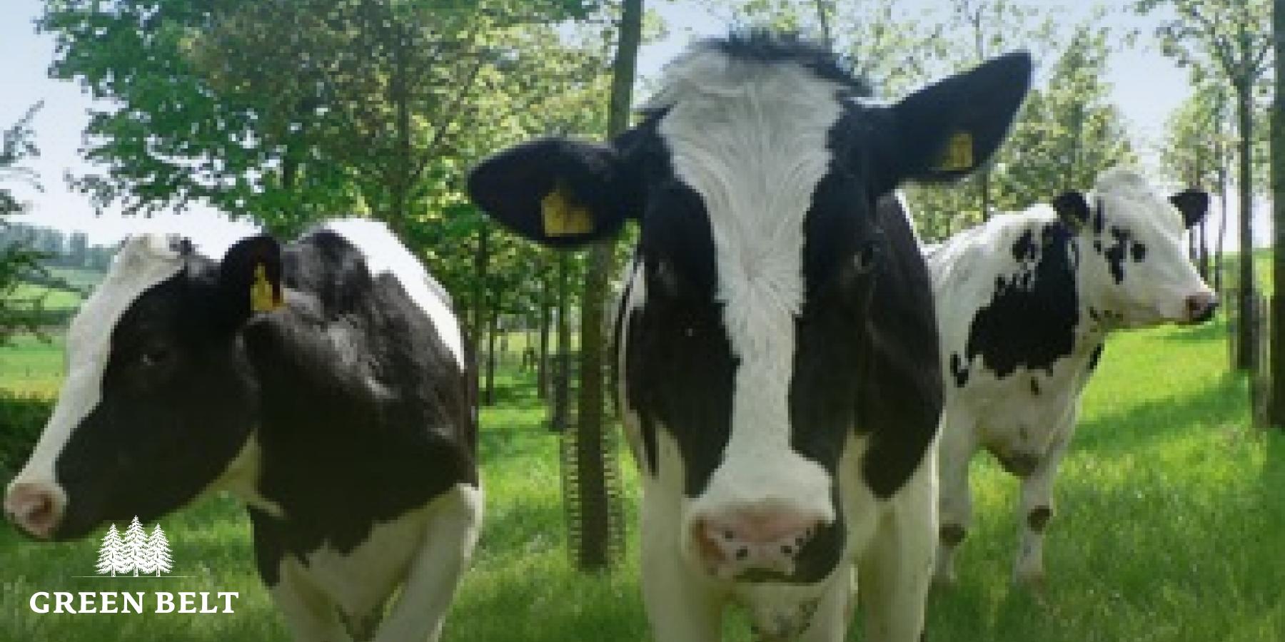 agroforestry_0.jpg