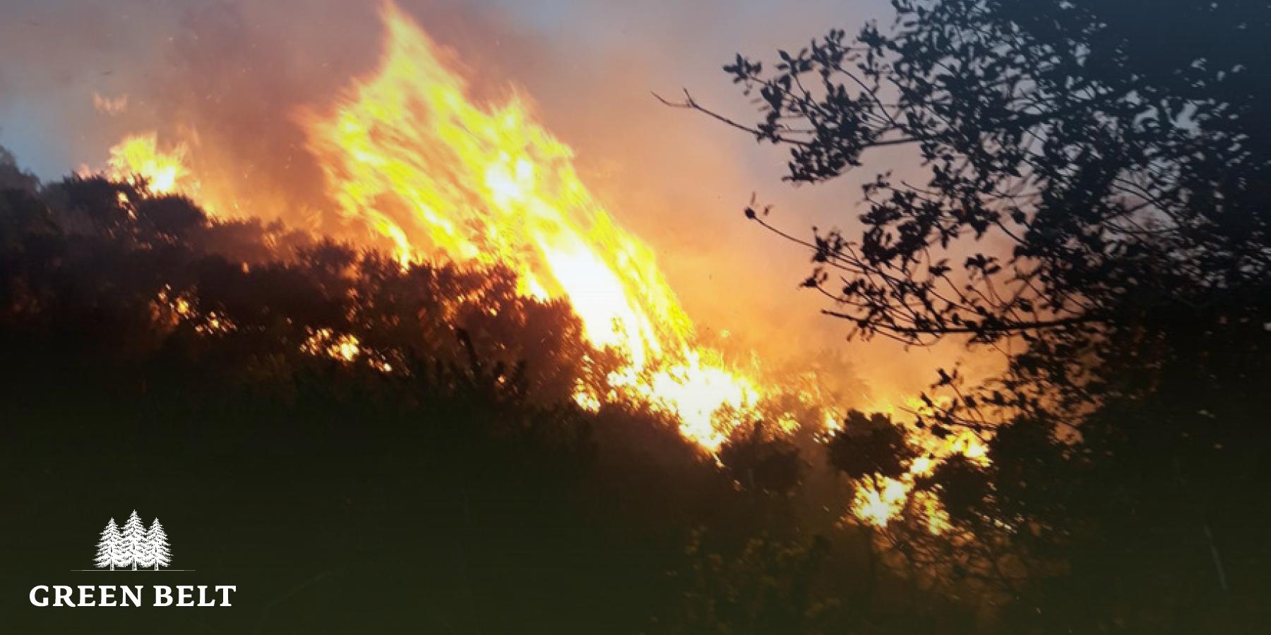 forest_fire_ireland.jpg