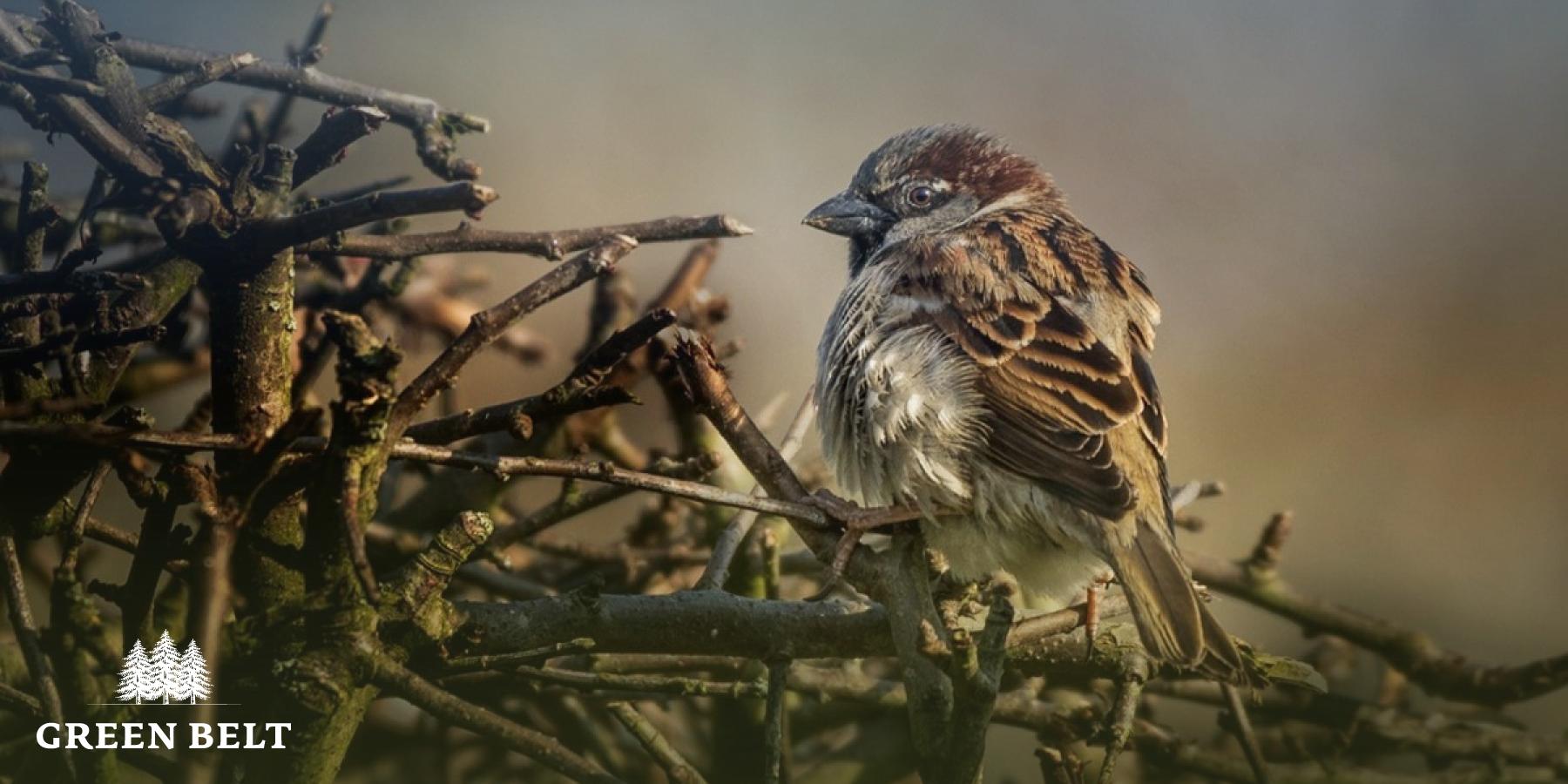 grainne_dixon_bird_image_on_bush.jpg
