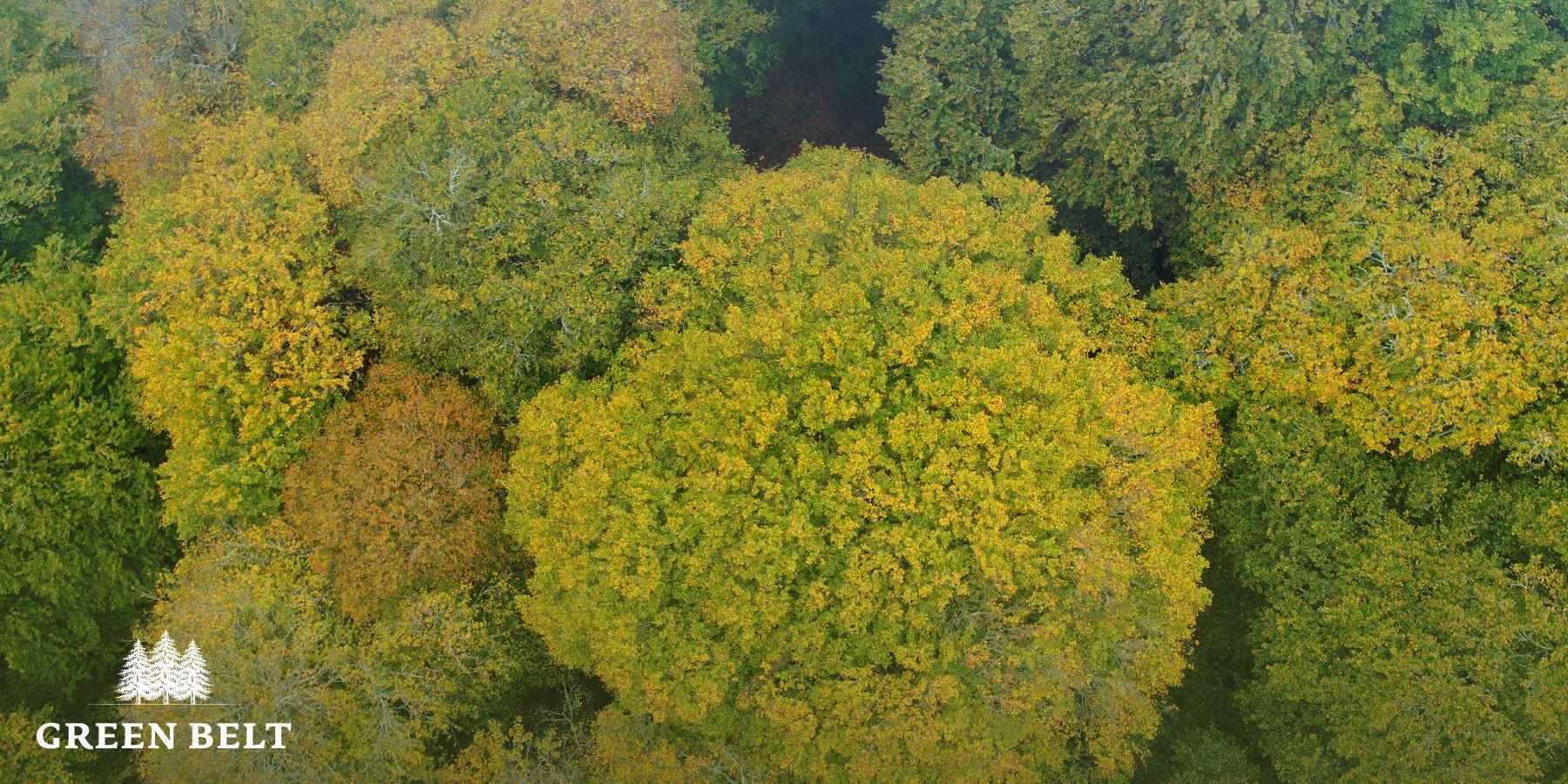 kilbracken_estate_hardwood_view_looking_down30.jpg