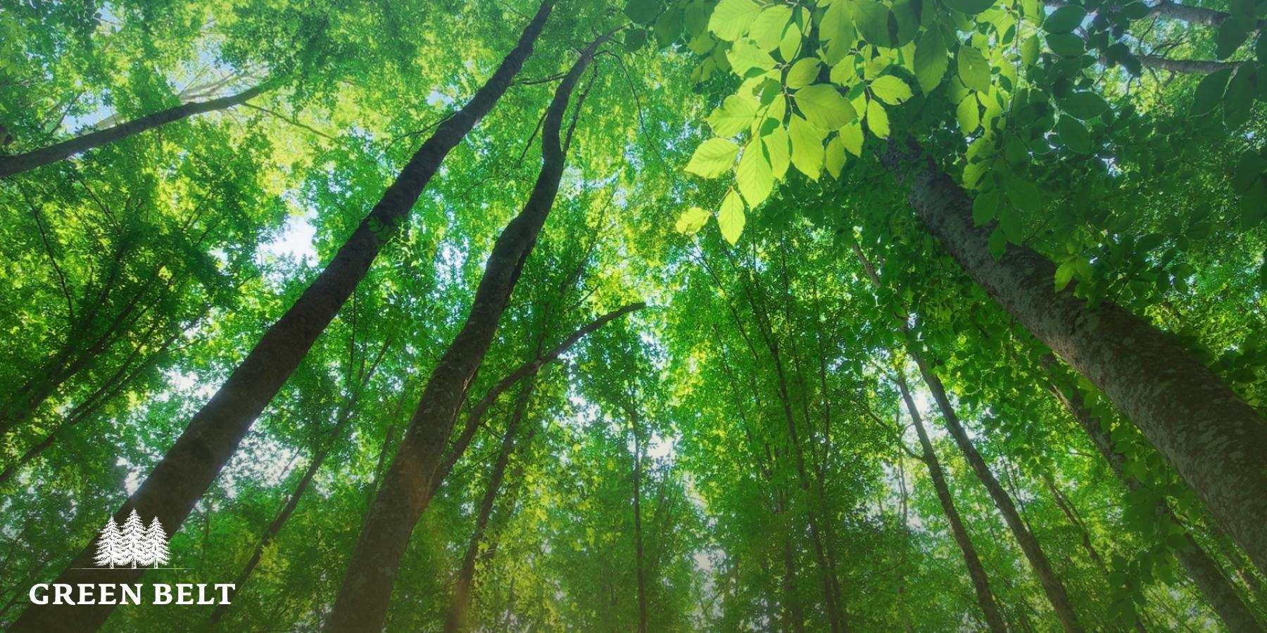 tree_picture1.jpg