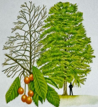A native Hawthorn
