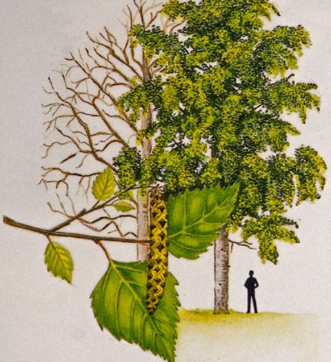 A Native Hazel Tree