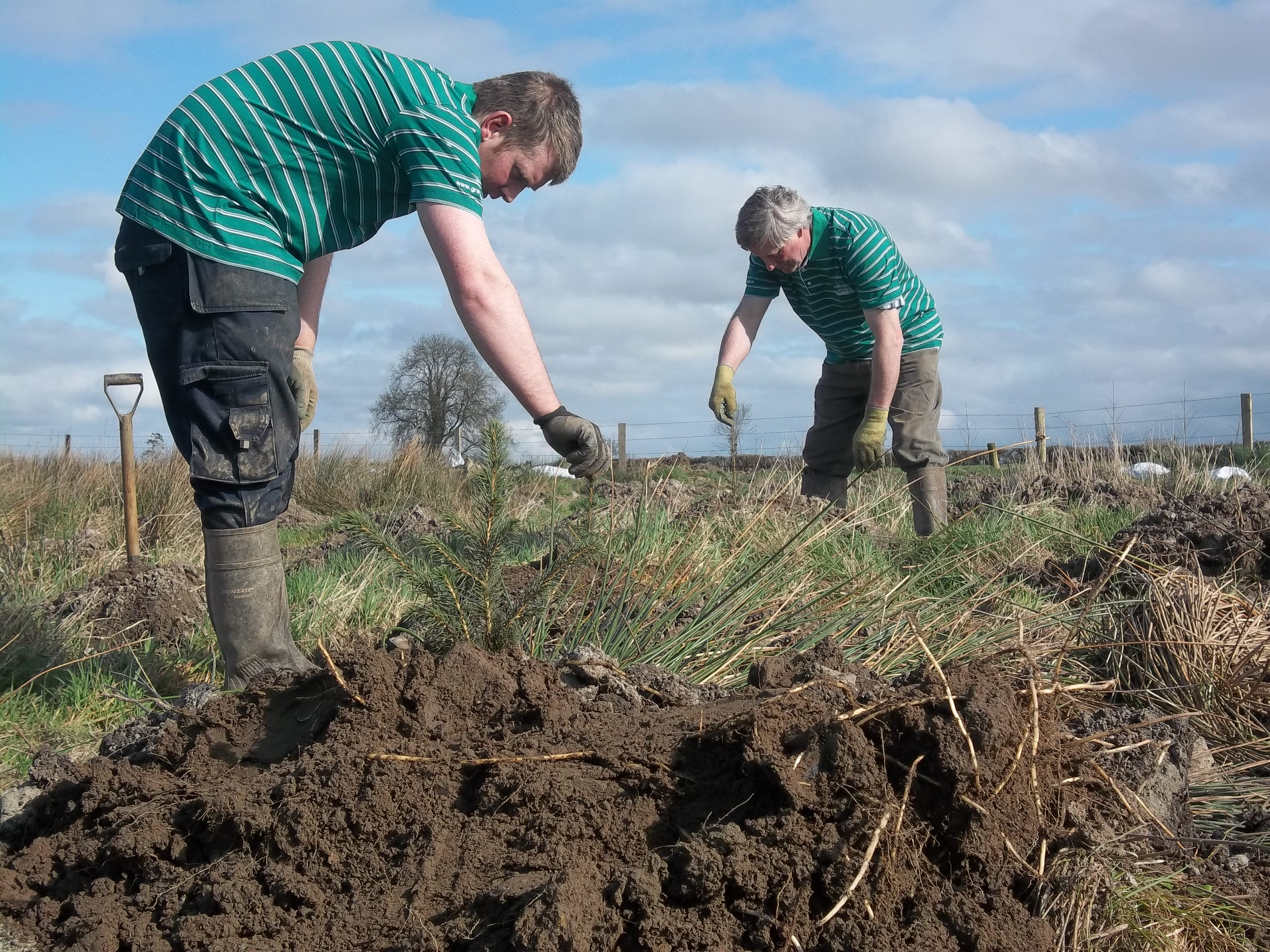 Planting and maintaining your forest
