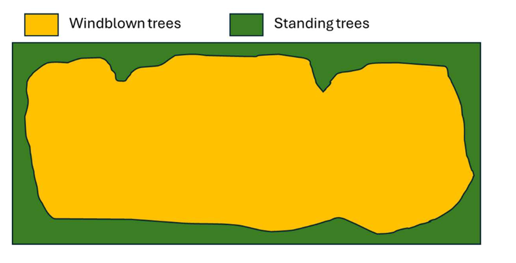 areas impacted by the storm and subject to replanting