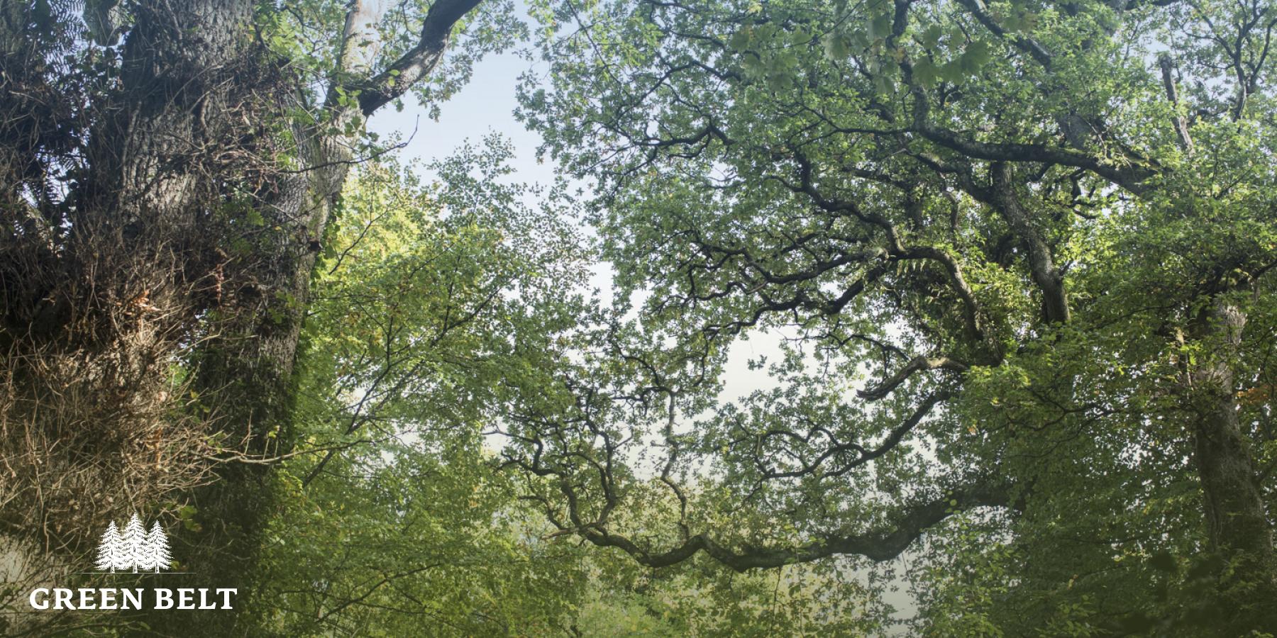 Mature hardwood woodlands