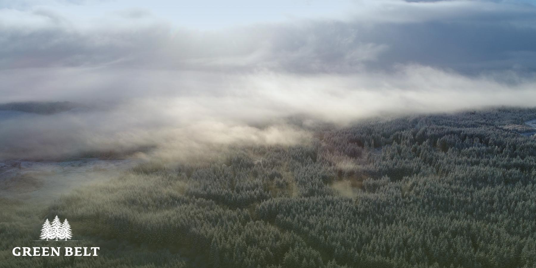 Forestry image in the snow