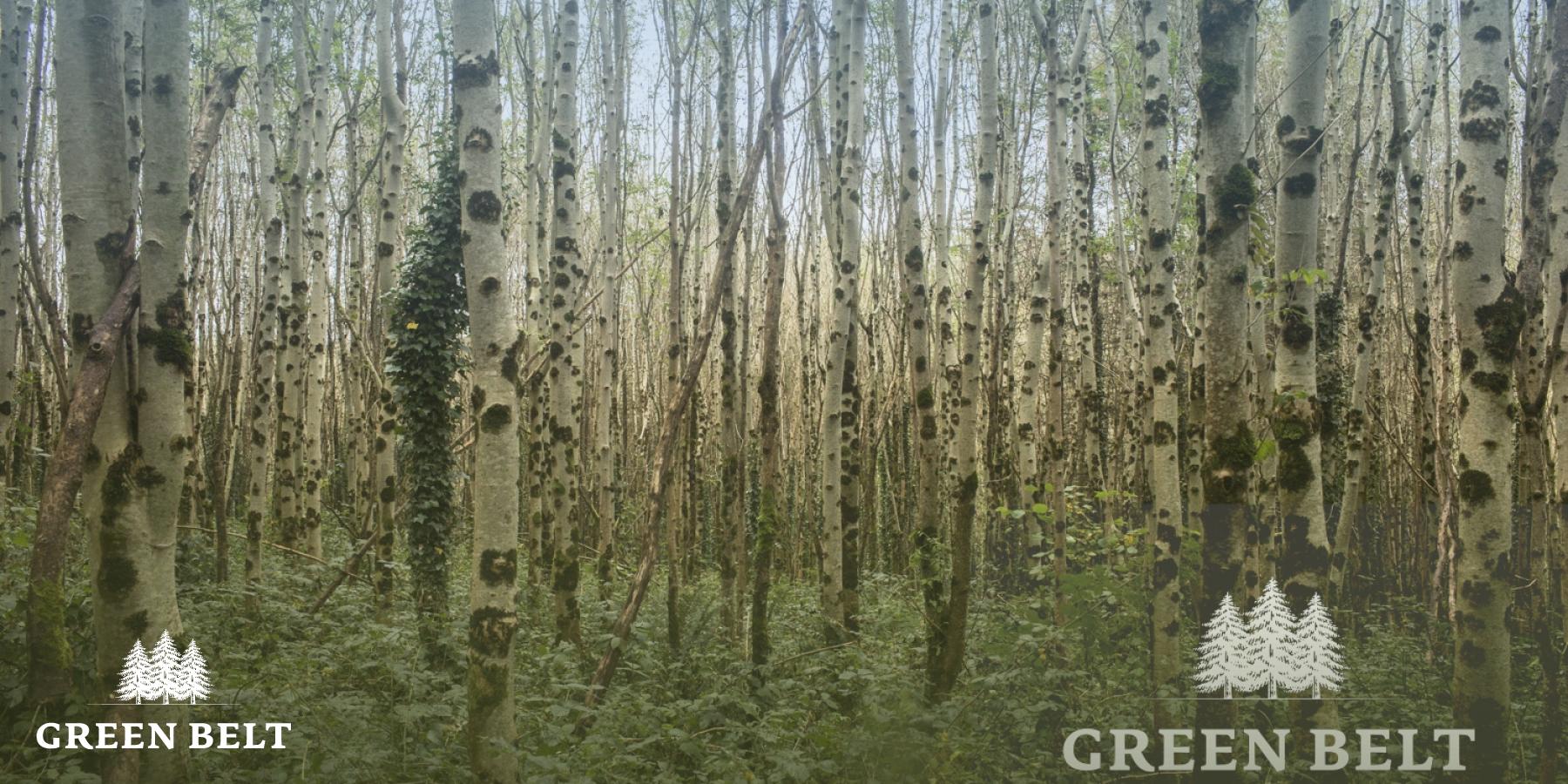 Ash Dieback Payments