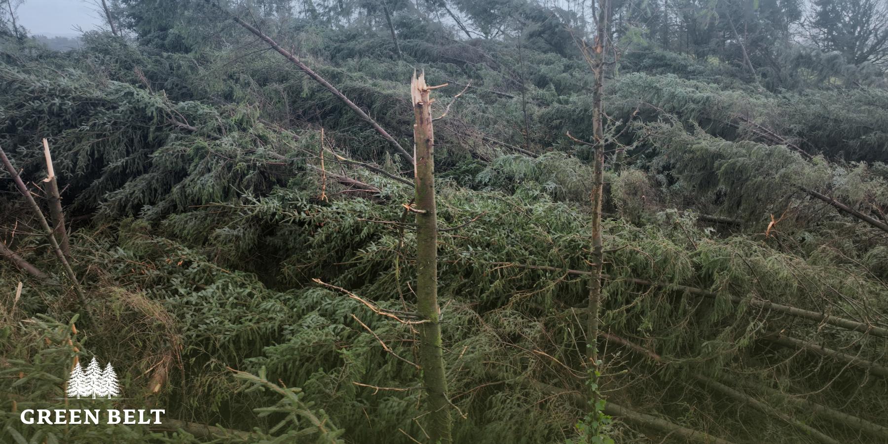 How your trees fell is important