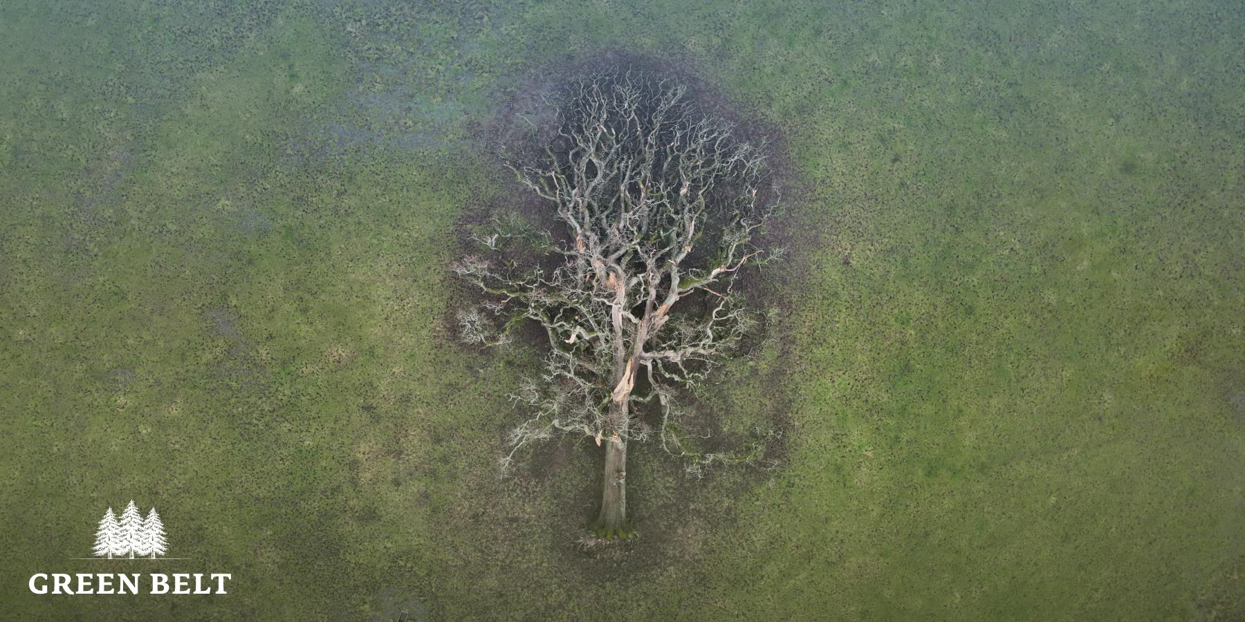 An oak tree fallen due to the storm