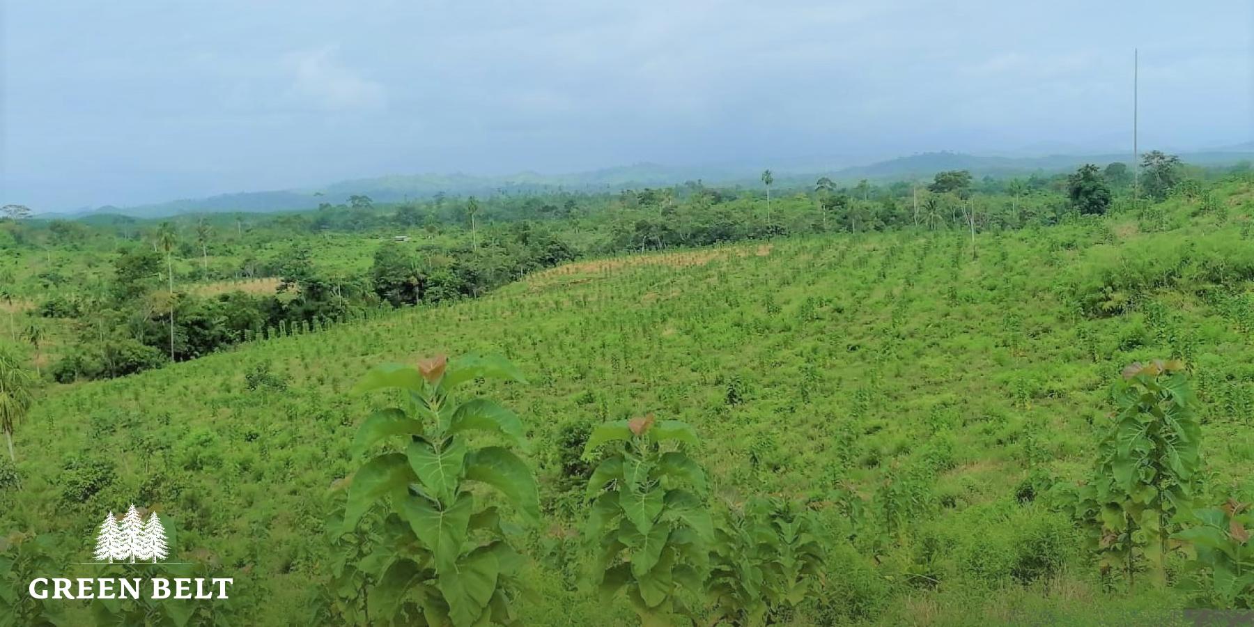 Green Belt plants in Panama too