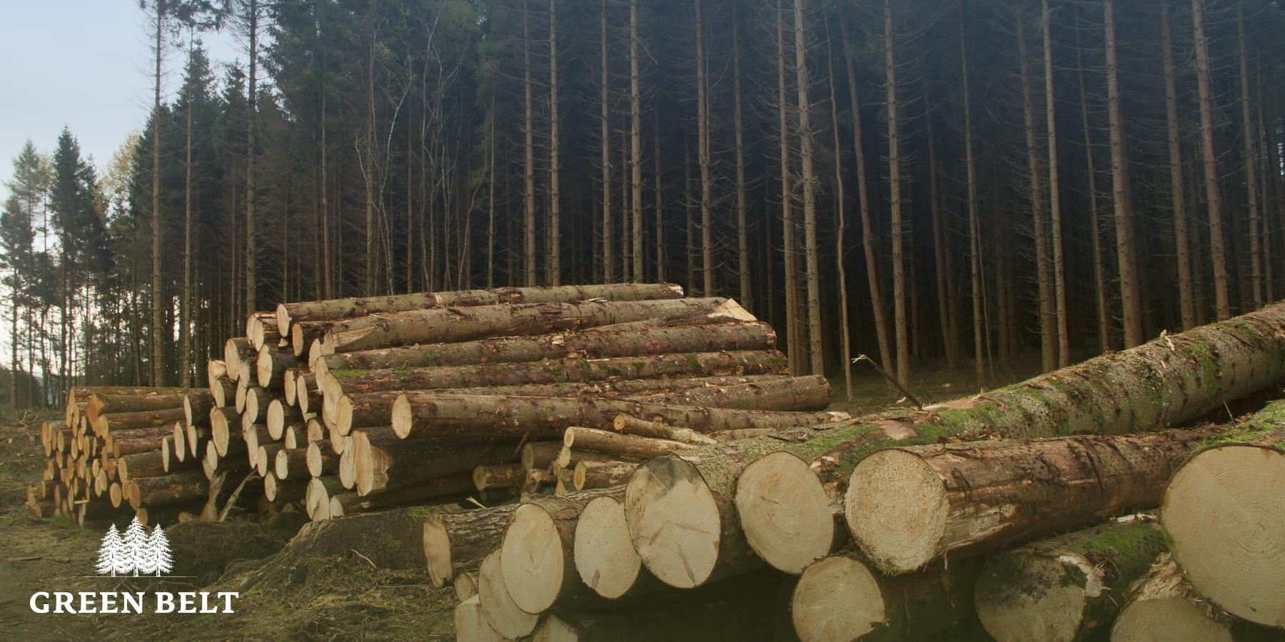 Timber Stacked in Forest