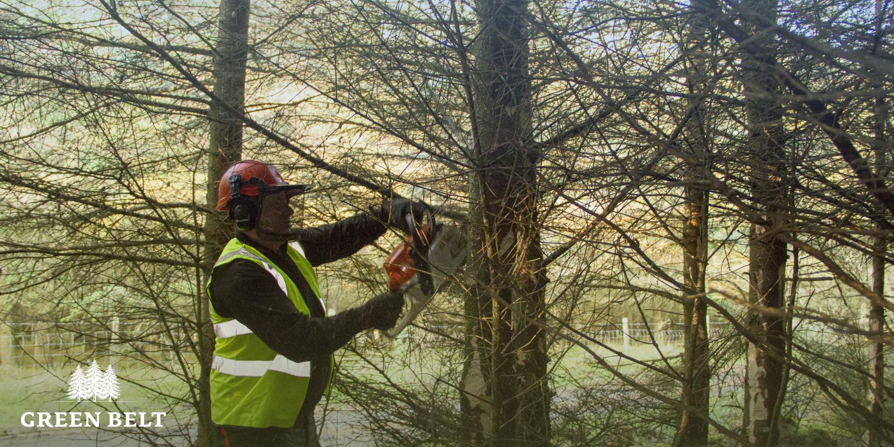 Thinning a Forest