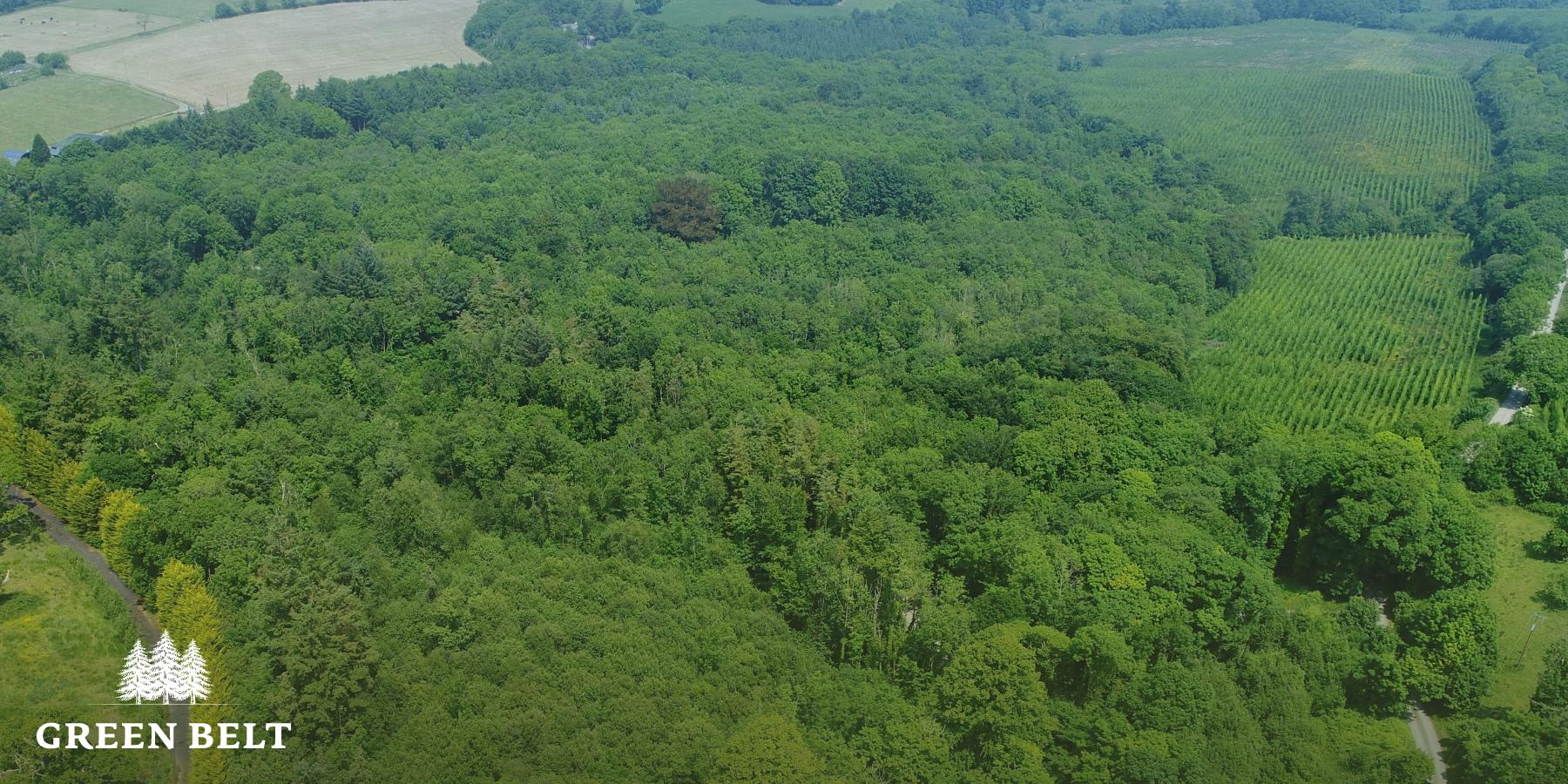 Irish Woodland Planting Trees