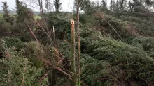Storm damaged forestry