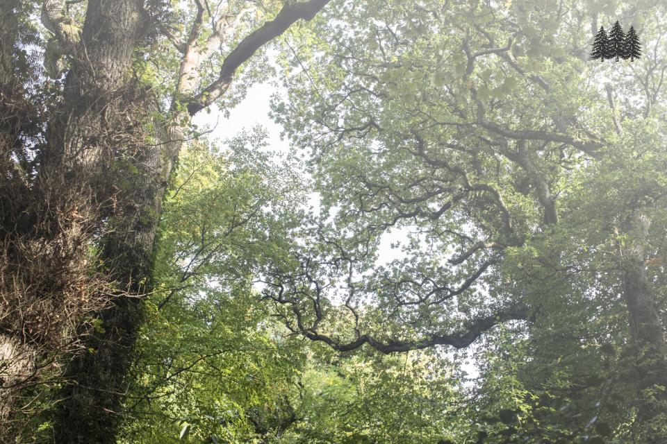 Mature hardwood woodlands