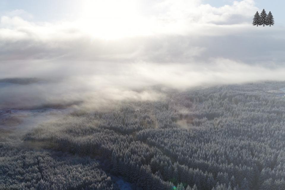 Forestry image in the snow