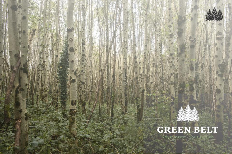 Ash Dieback Payments