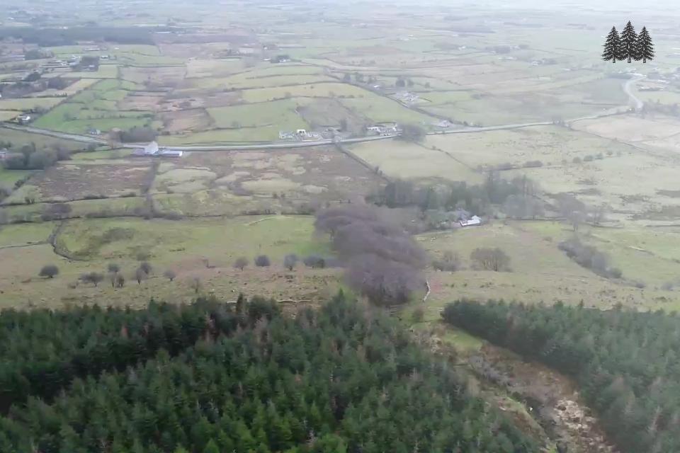Forestry in Balla, Mayo for sale