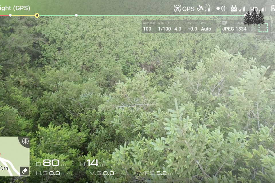 Drones can help assess carbon stores in forestry