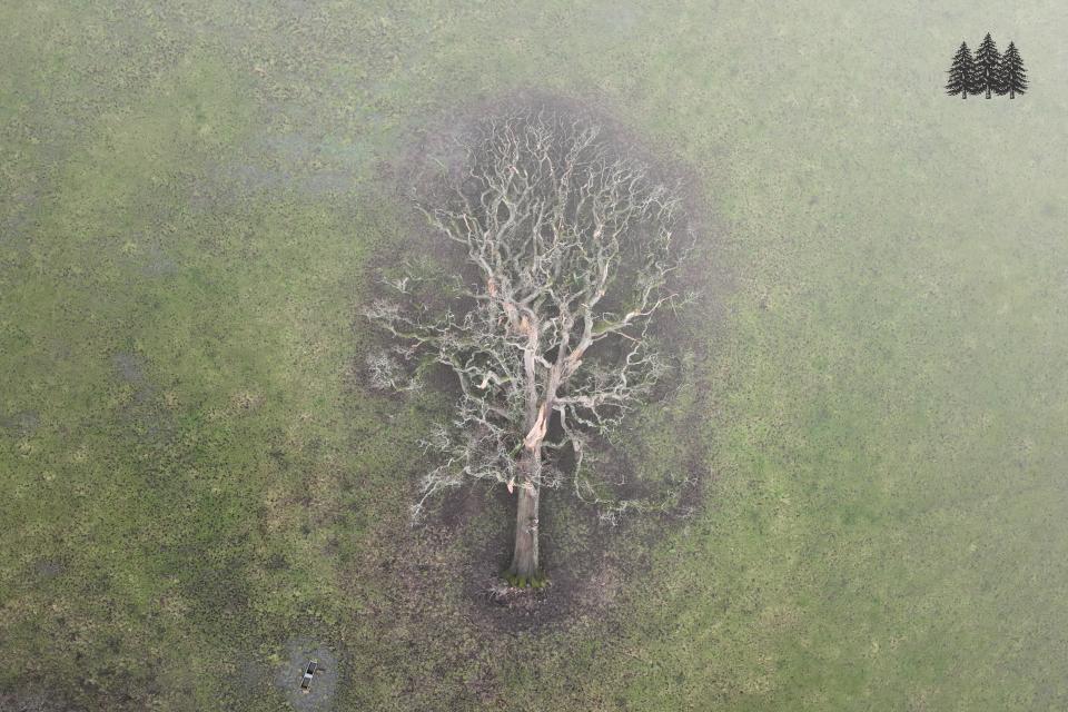 An oak tree fallen due to the storm
