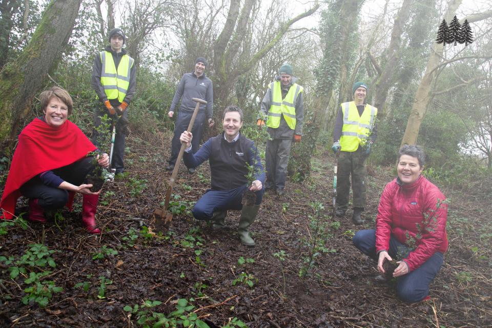 Planting Holly trees