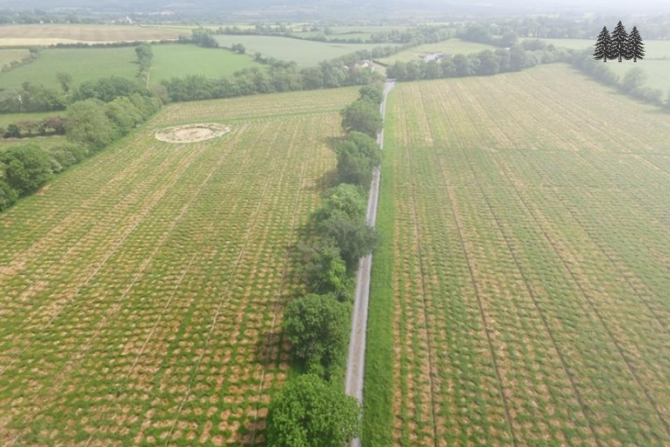 Irish Examiner Article on Planting Forests