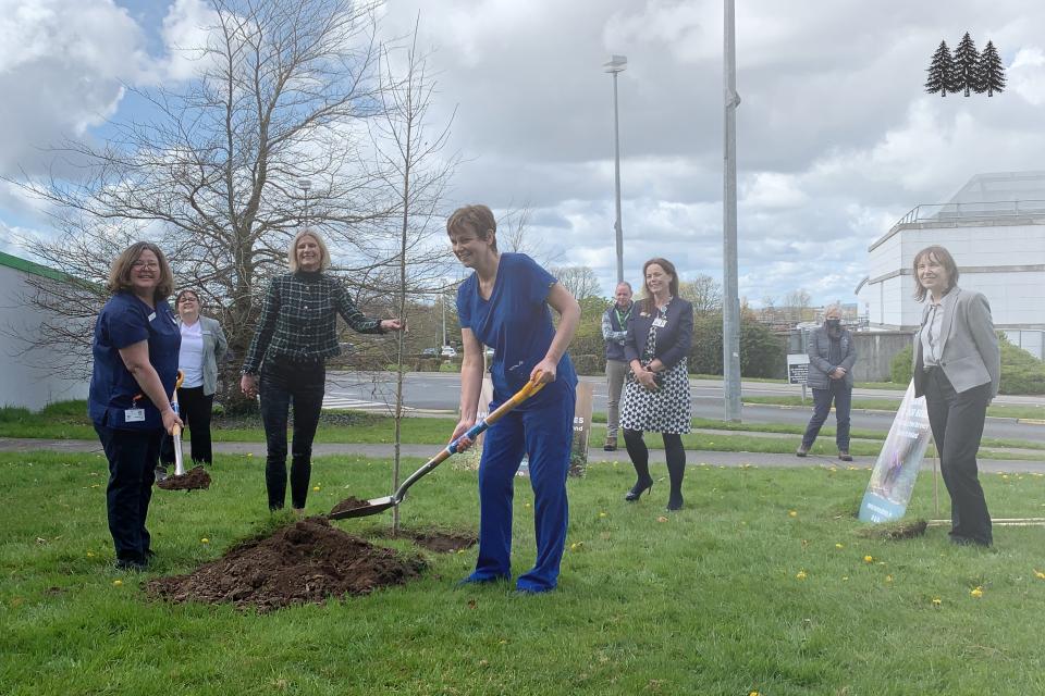 native trees planted