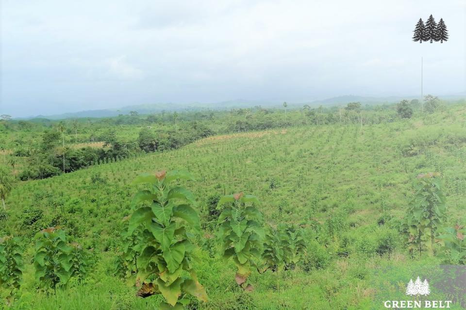 Green Belt plants in Panama too