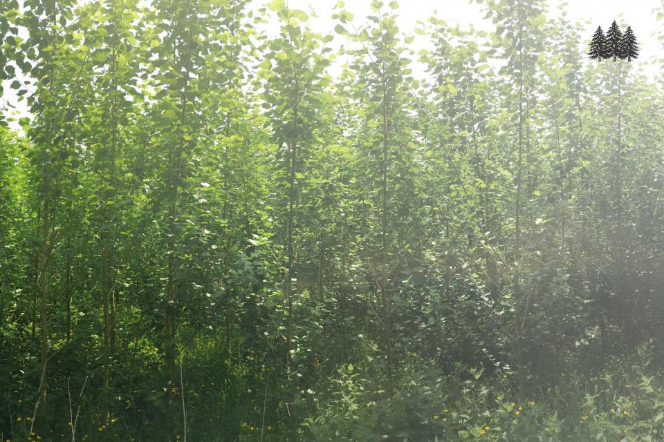 Poplar plantations qualify for strong supports