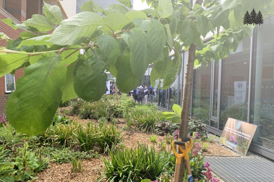 Planting a tree for every nurse in Ireland