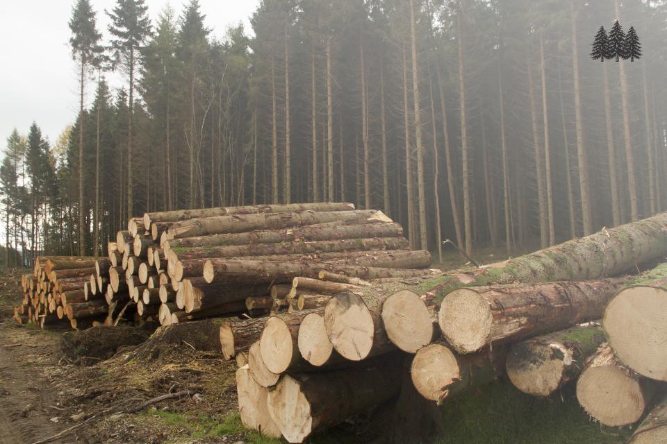 Timber Stacked in Forest