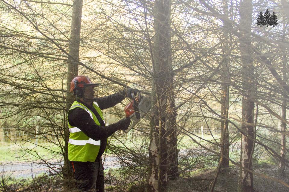 Thinning a Forest