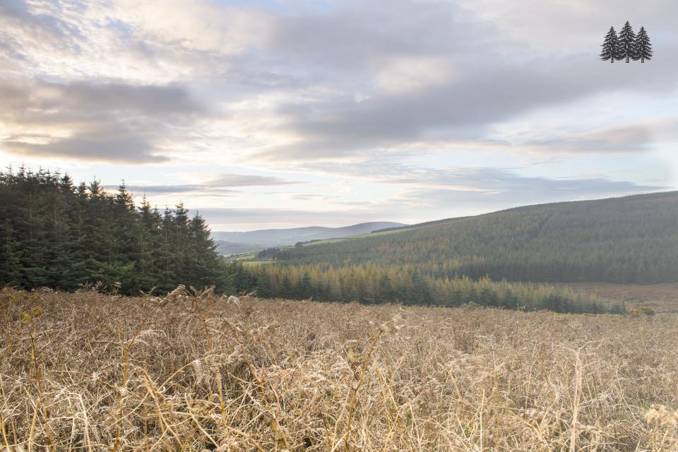 Forestry Insurance